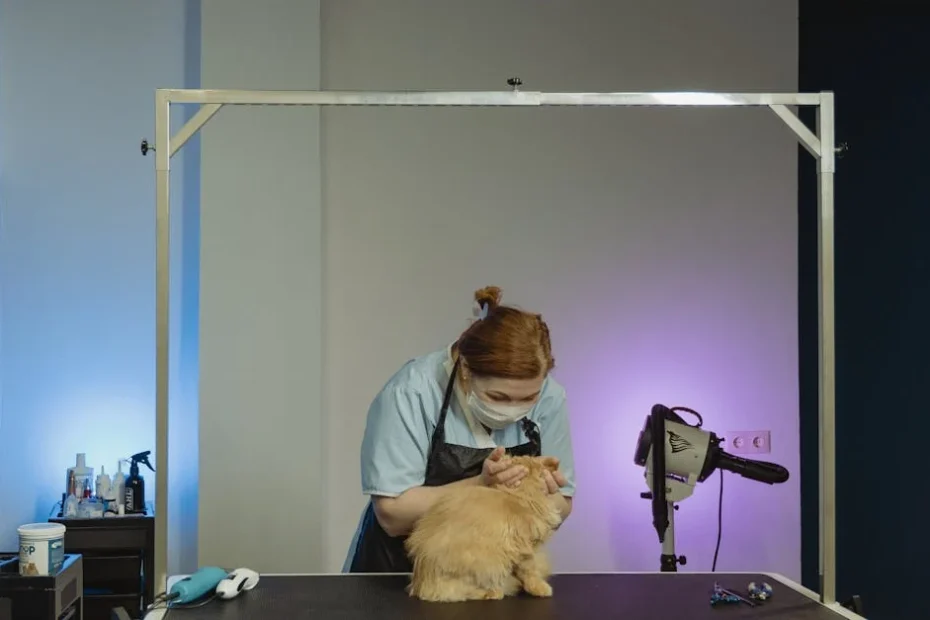 Imagem mostra uma tosa higiênicas em gato realizada em uma banho e tosa